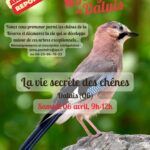 06.04 Report LPO La Vie Secrète Des Chênes